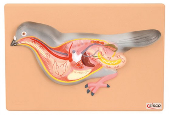 modele-dissection-pigeon