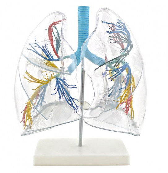 modele-poumon-transparent