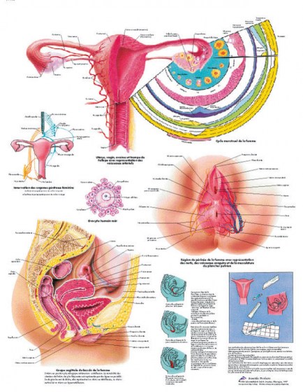 organes-genitaux-feminin