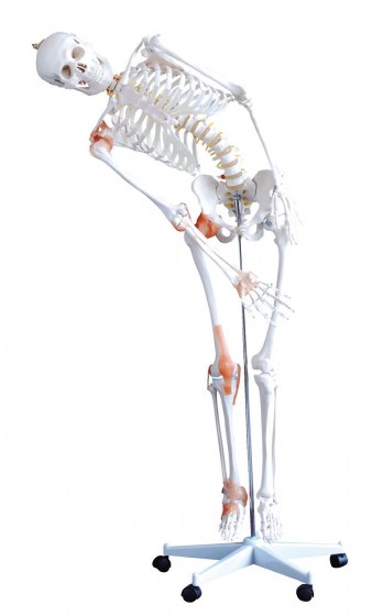 squelette-humain-flexible2