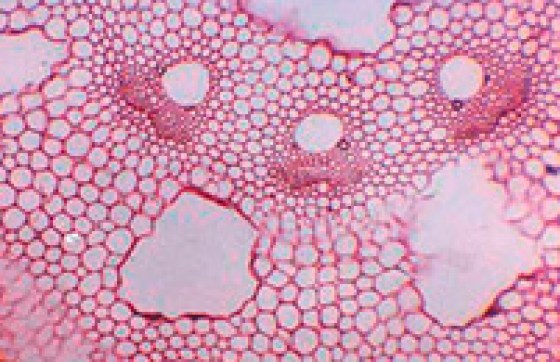 preparation-microscopique