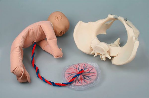 BIOLAB - Modèle Economique de l'Accouchement avec Foetus, Placenta et Cordon