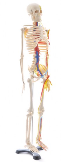 BIOLAB - Mini-squelette avec vaisseaux sanguins et nerfs
