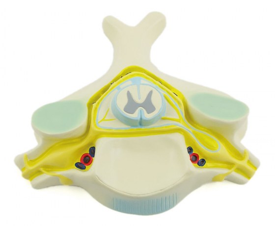 modele-vertebre