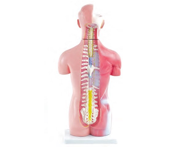 Anatomie humaine: Mini-torse aséxué en 18 parties - 42 cm